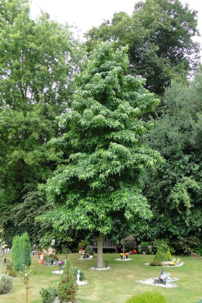 Remembrance Tree Prisoners-of-War Norwich