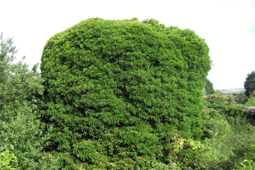 Martello Tower No 4, Folkestone