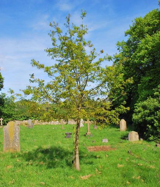 Remembrance Tree 200th Anniversary Battle of Trafalgar #1