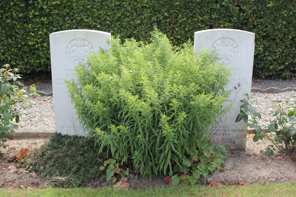 Commonwealth War Graves Dadizele #3