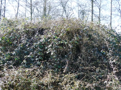 Group Shelter Type P Griftenstein