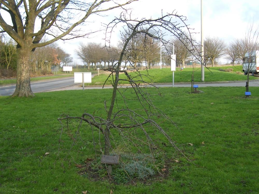 Gulf War Remembrance Tree #1