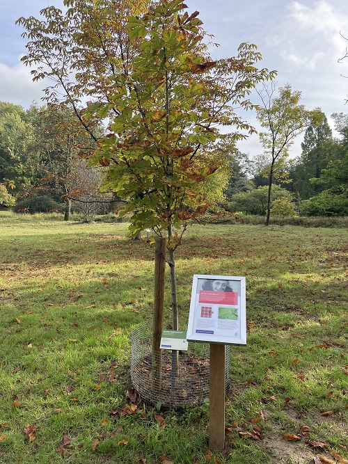 Anne Frank Tree #2