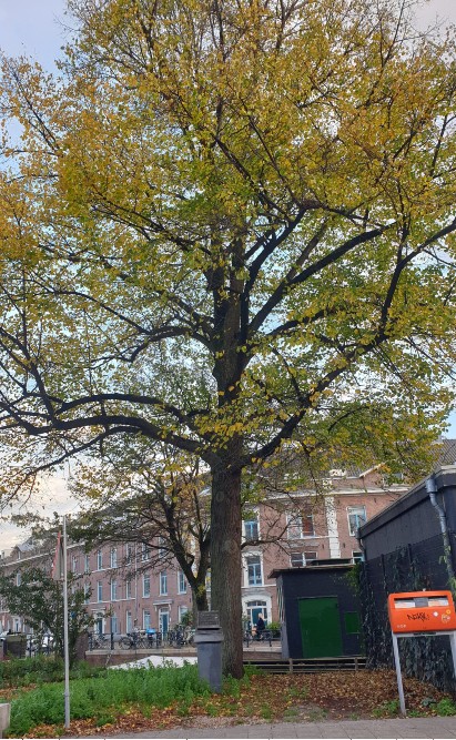 Liberation Tree Childs of the Jordaan Amsterdam