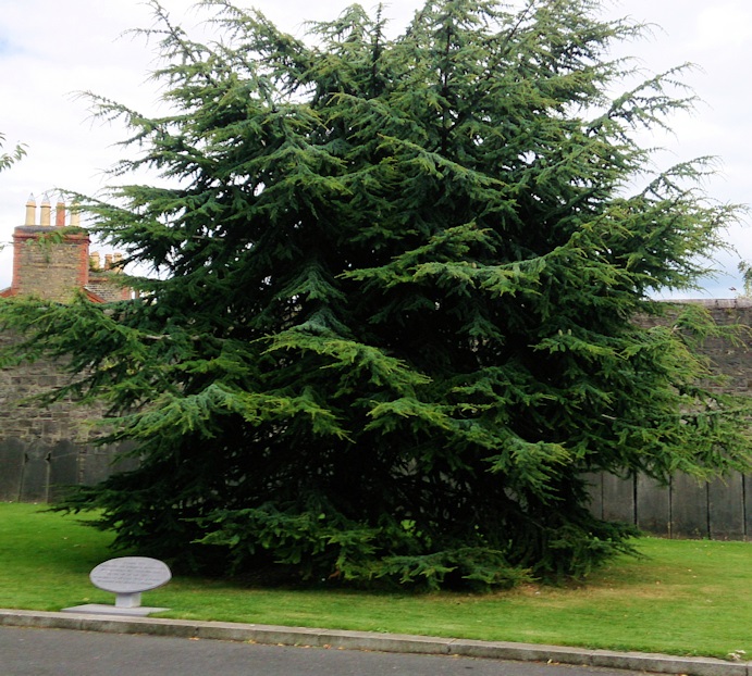 Lebanon Remembrance Tree #1