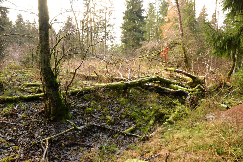 Westwall Bunker Wahlerscheid #2