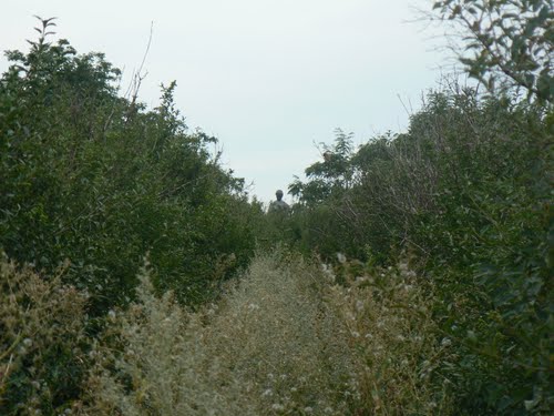 Mass Grave Soviet Soldiers Staromlynivka