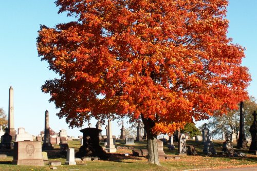 Commonwealth War Grave Calvary Cemetery