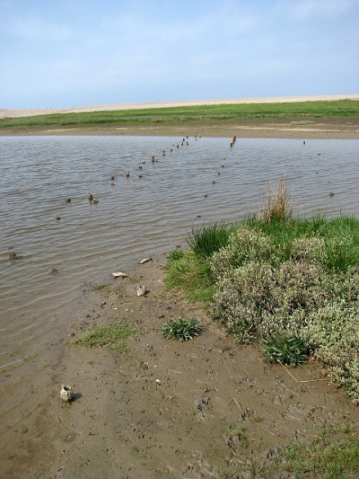 Restanten Anti-Landing Verdediging Salthouse #1