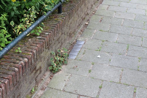 Stolpersteine Musschenbroekstraat 68 #2