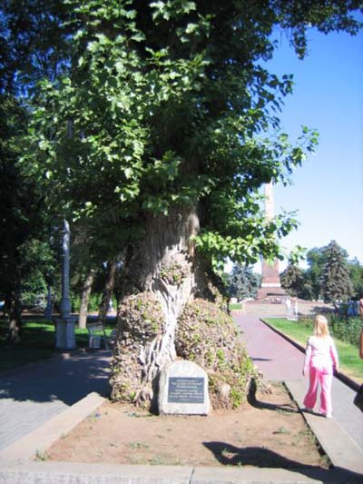 Herdenkingsboom Stalingrad