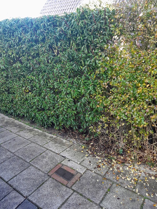 Stolpersteine Park de Griffioen 22 #2