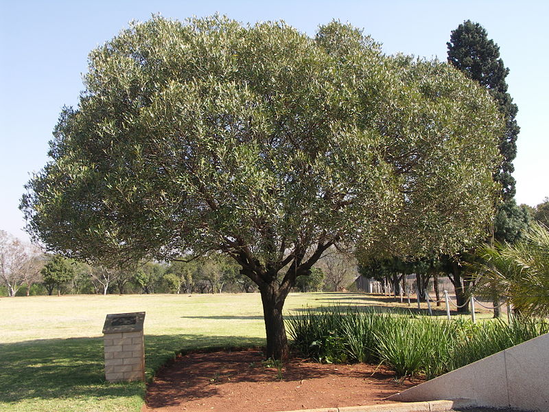 Herdenkingsboom South African Air Force #1