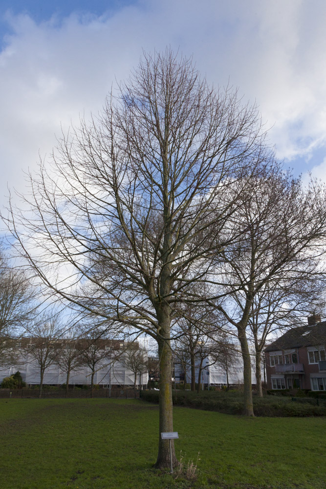 Liberation Memorial Rijsenhout #5