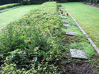 Duitse Oorlogsgraven Eschendorf #2