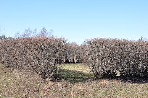 Bajari Latvian War Cemetery (B) #2