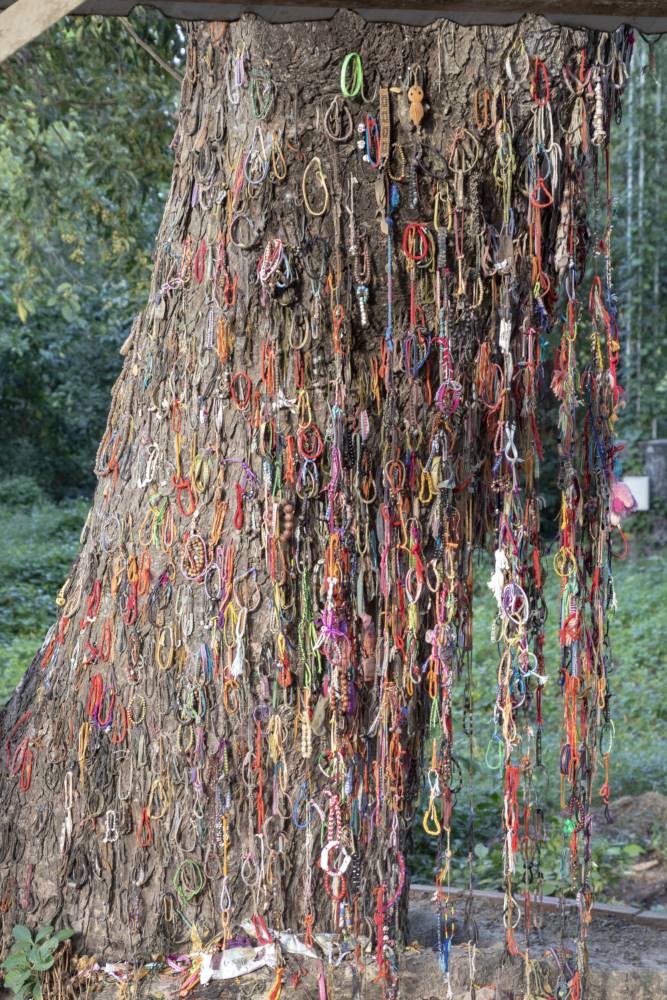 Killing Tree on Choeng EK #3