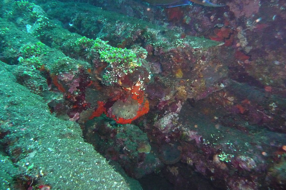 Shipwreck Japanese Freighter Kavakava Bay #1