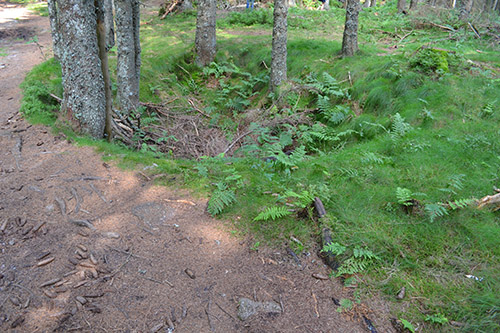 French Defence Positions Buchenkopf #3