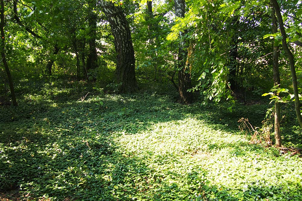 War Cemetery Kolonia Pęcławska 1914-1915 #2