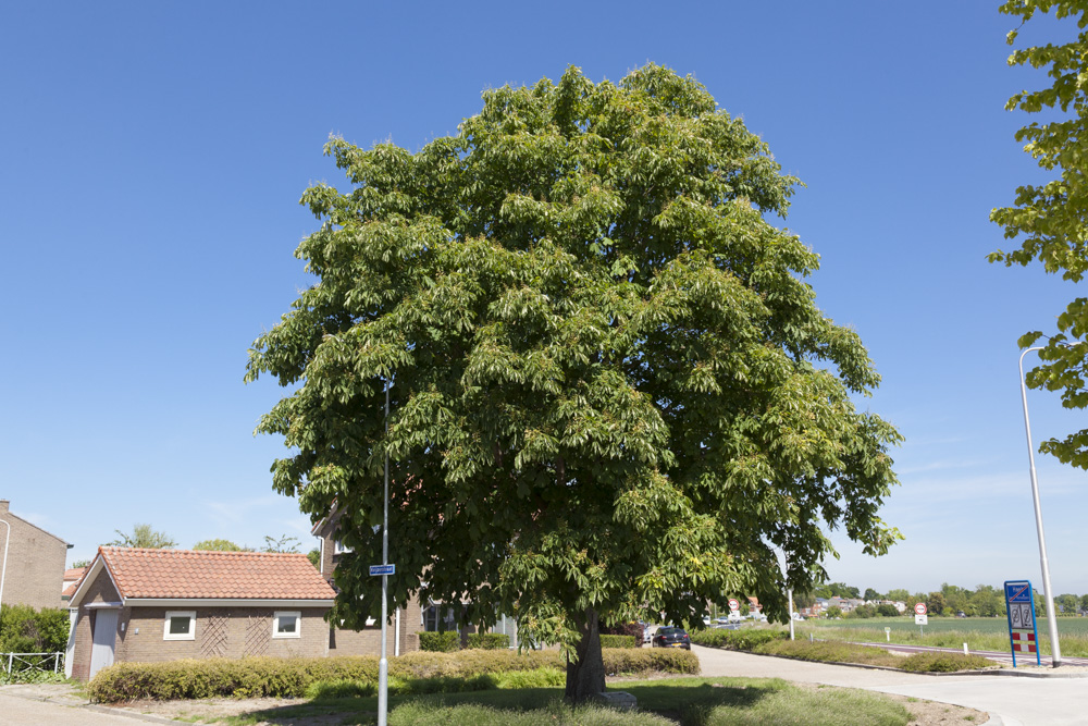 Liberation tree Hoek #1