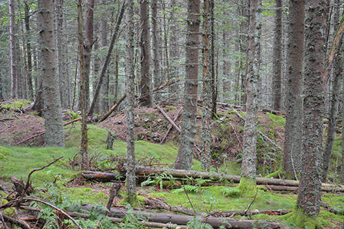 German Defence Position Buchenkopf