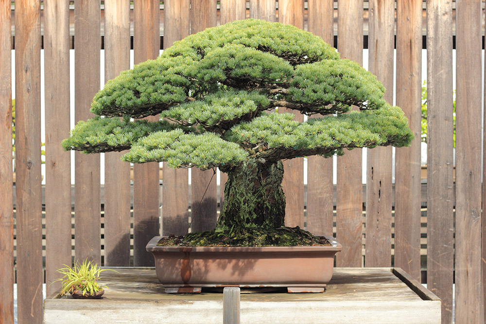 Bonsai 