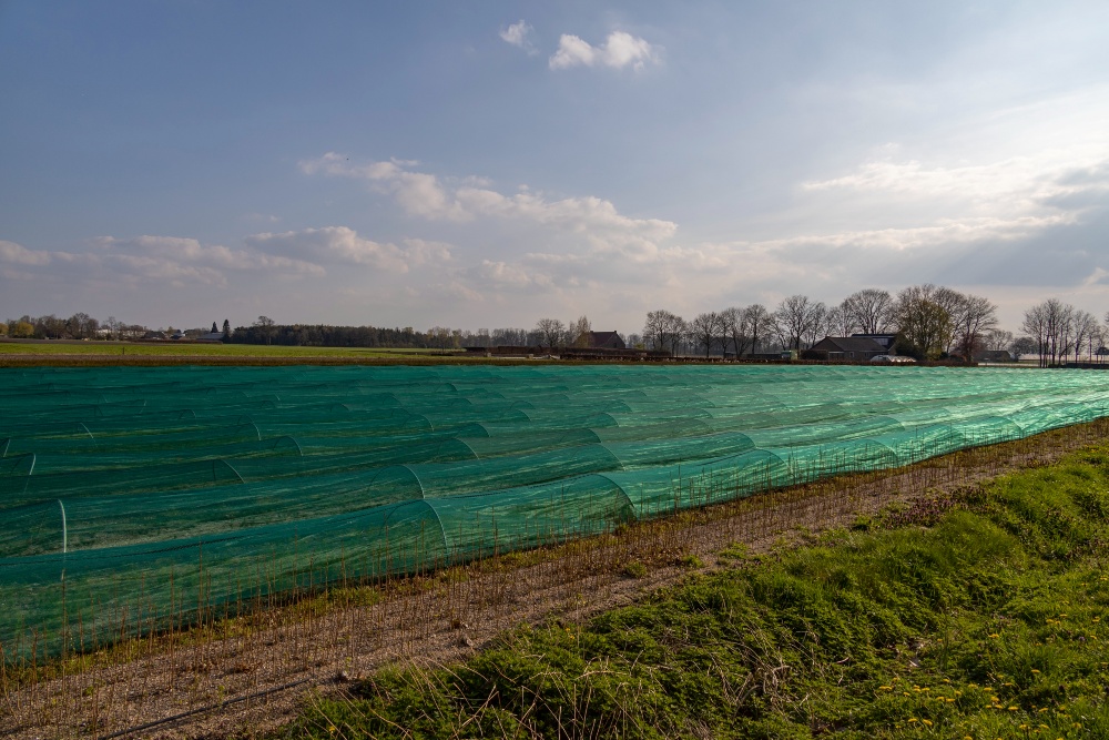 Crashlocatie Britse Mustang FR934 Wernhout #1