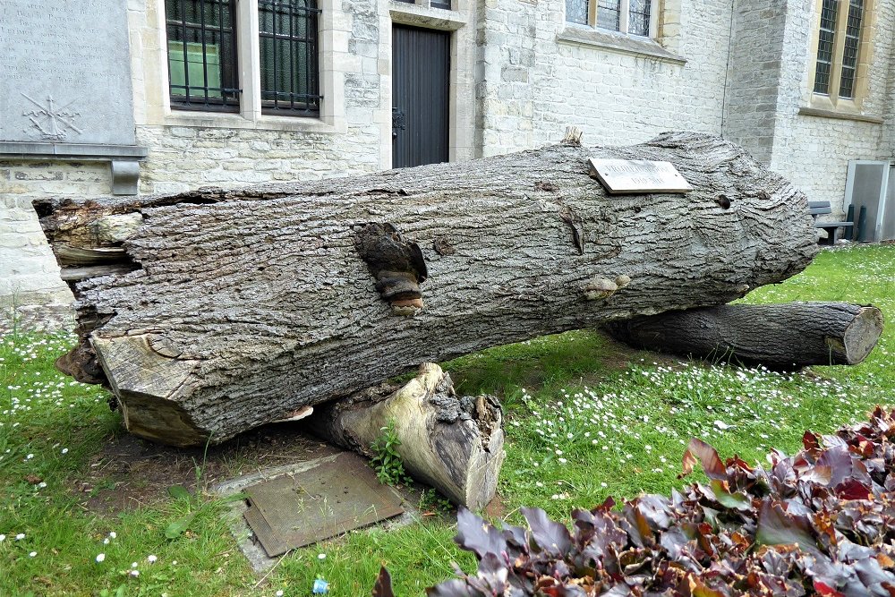 Vrijheidsboom Bazel #2