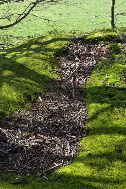 Slit trenches and Anti Tank Ditch Heiloo Woods #2