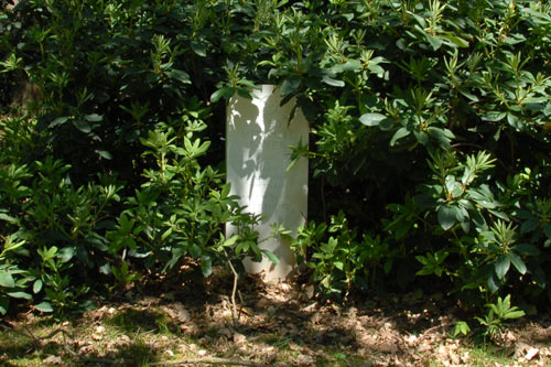 American War Grave ( Rusthof )