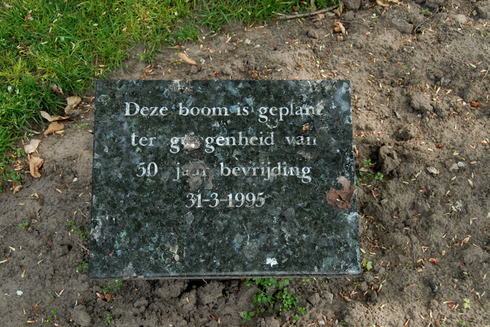 Monumentale Boom Zieuwent #2