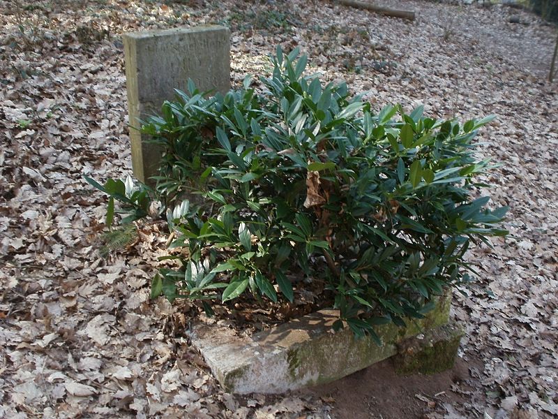 Franco-Prussian War Grave Stiftswald Sankt Arnual