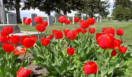 Oorlogsgraf van het Gemenebest Innisfail Bowden Chalack Farm Cemetery #1