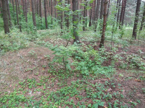 German Trenches Svetlogorsk #2