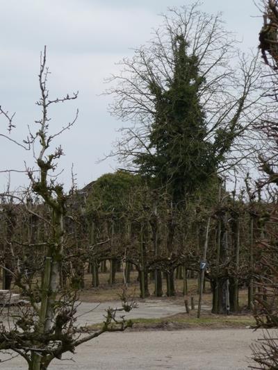 Groepsschuilplaats Type P Achterdijk