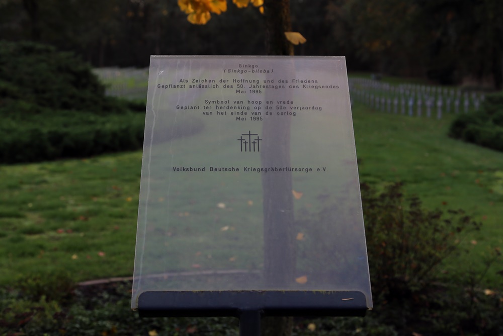 Ginkgoboom Duitse Oorlogsbegraafplaats Ysselsteyn #2