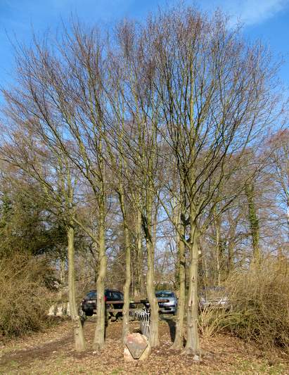 Memorial and Liberation Trees Stavelot