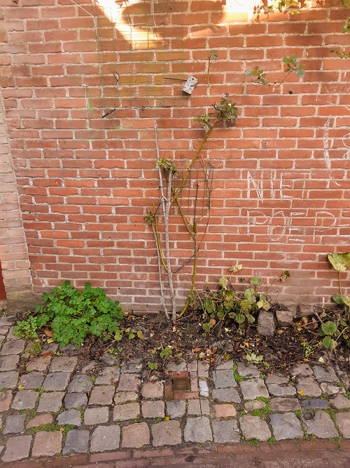 Stolperstein Kerspel 19 #2