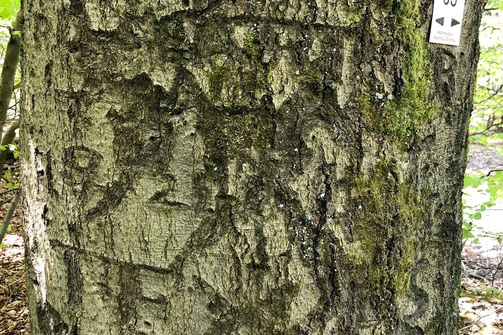 McArthur Tree Hürtgenwald