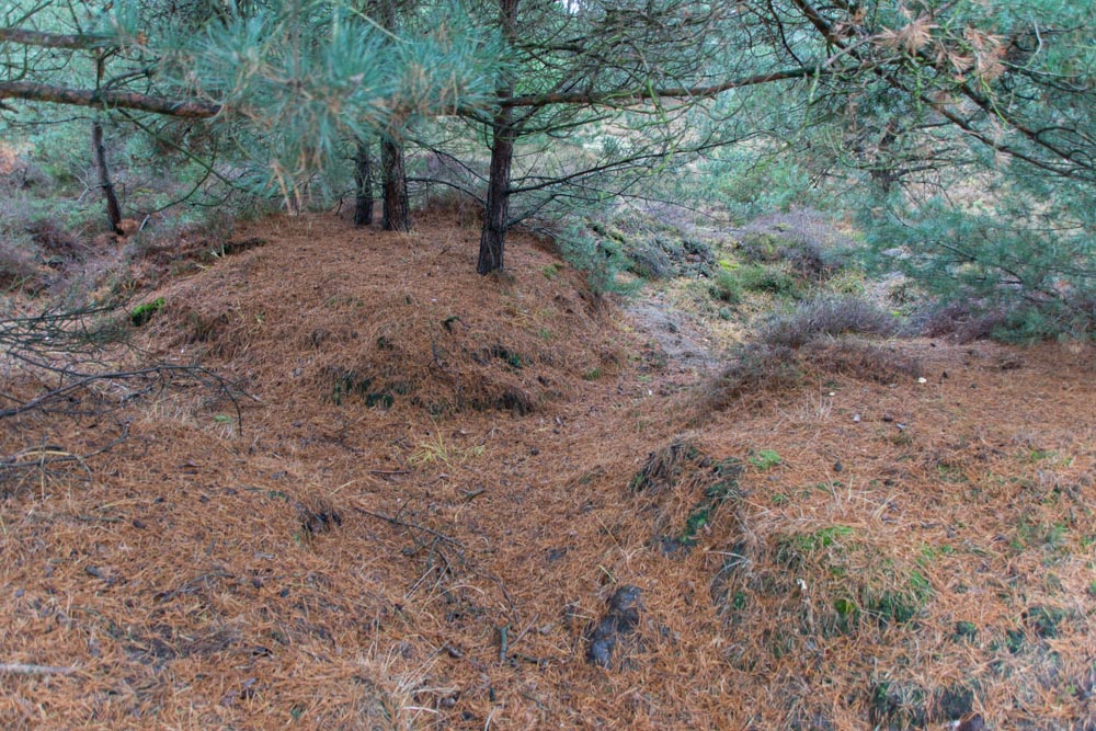 German Exercise Trenches Landscape De Liereman #3