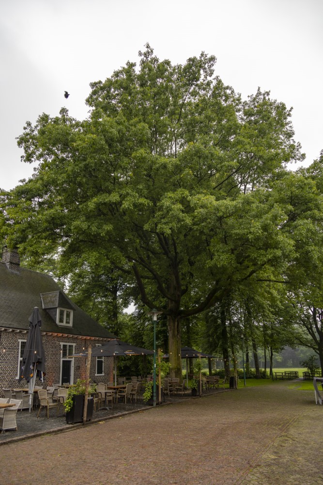 Bevrijdingsboom Deurne #2
