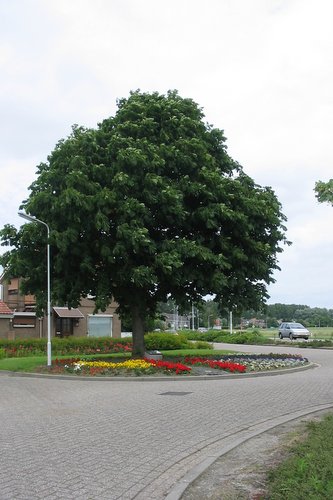 Liberation tree Hoek #2