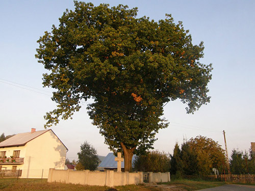 War Cemetery No. 205 #1