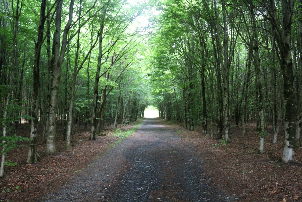 Bois de la Paix (Bos van de Vrede)