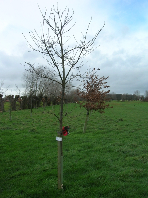 La Plaine au Bois Memorial Site - The Oak Trees - Esquelbecq #2