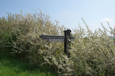 Duitse Oorlogsbegraafplaats Steinfeld #2