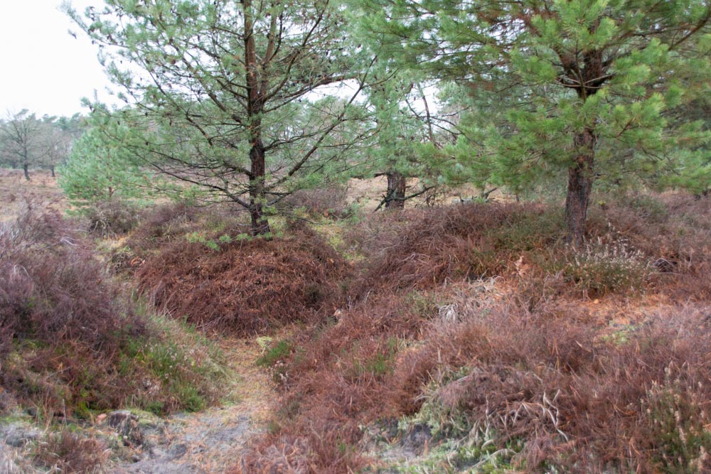 German Exercise Trenches Landscape De Liereman #5