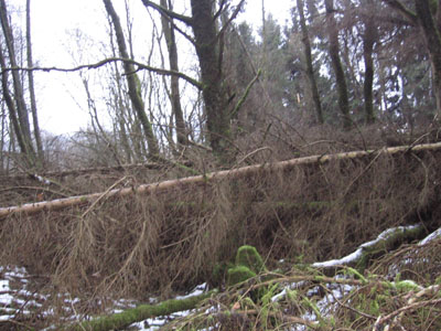 Westwall - Tank Barrier Kronenburg