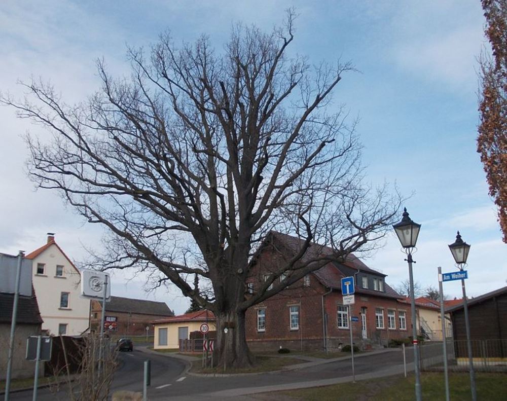 Remembrance Oak Emperor William I